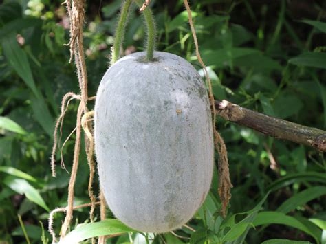 冬瓜と夕顔の違い：植物学から文化まで